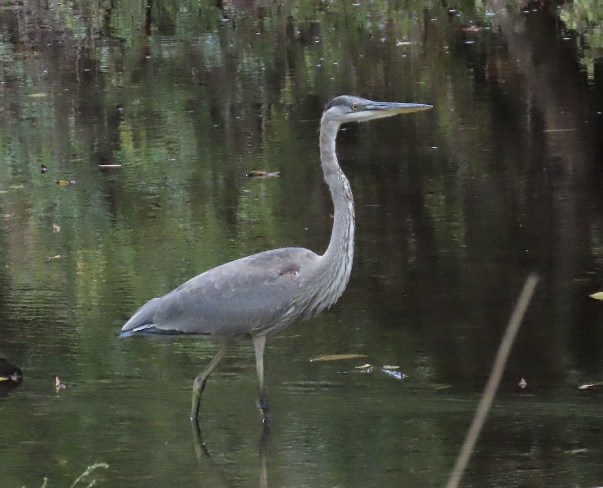 Great Blue Heron - ML643518732