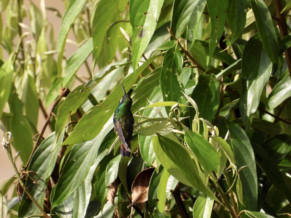 Schwarzbrust-Mangokolibri - ML643518734