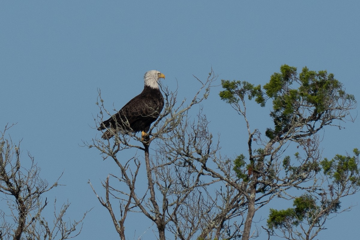 Bald Eagle - ML643518773