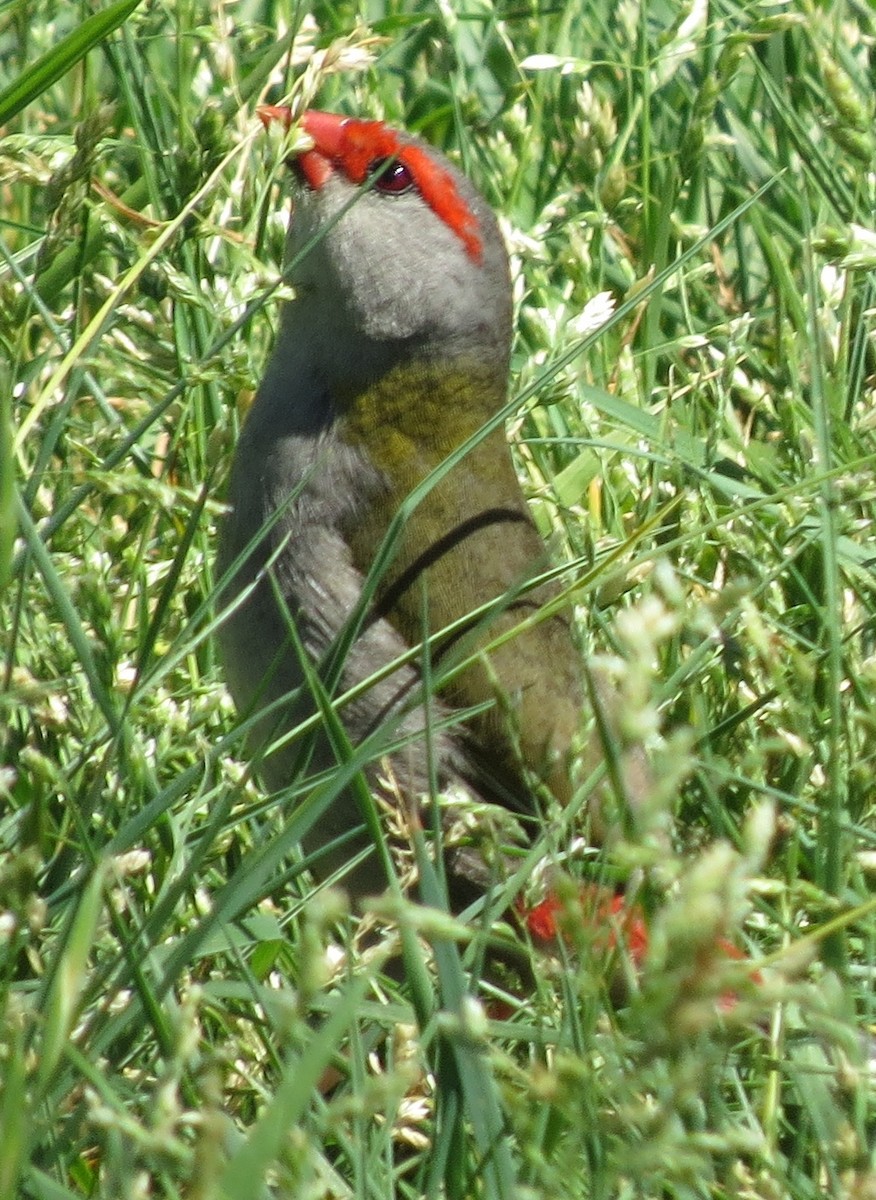 Red-browed Firetail - ML643518777