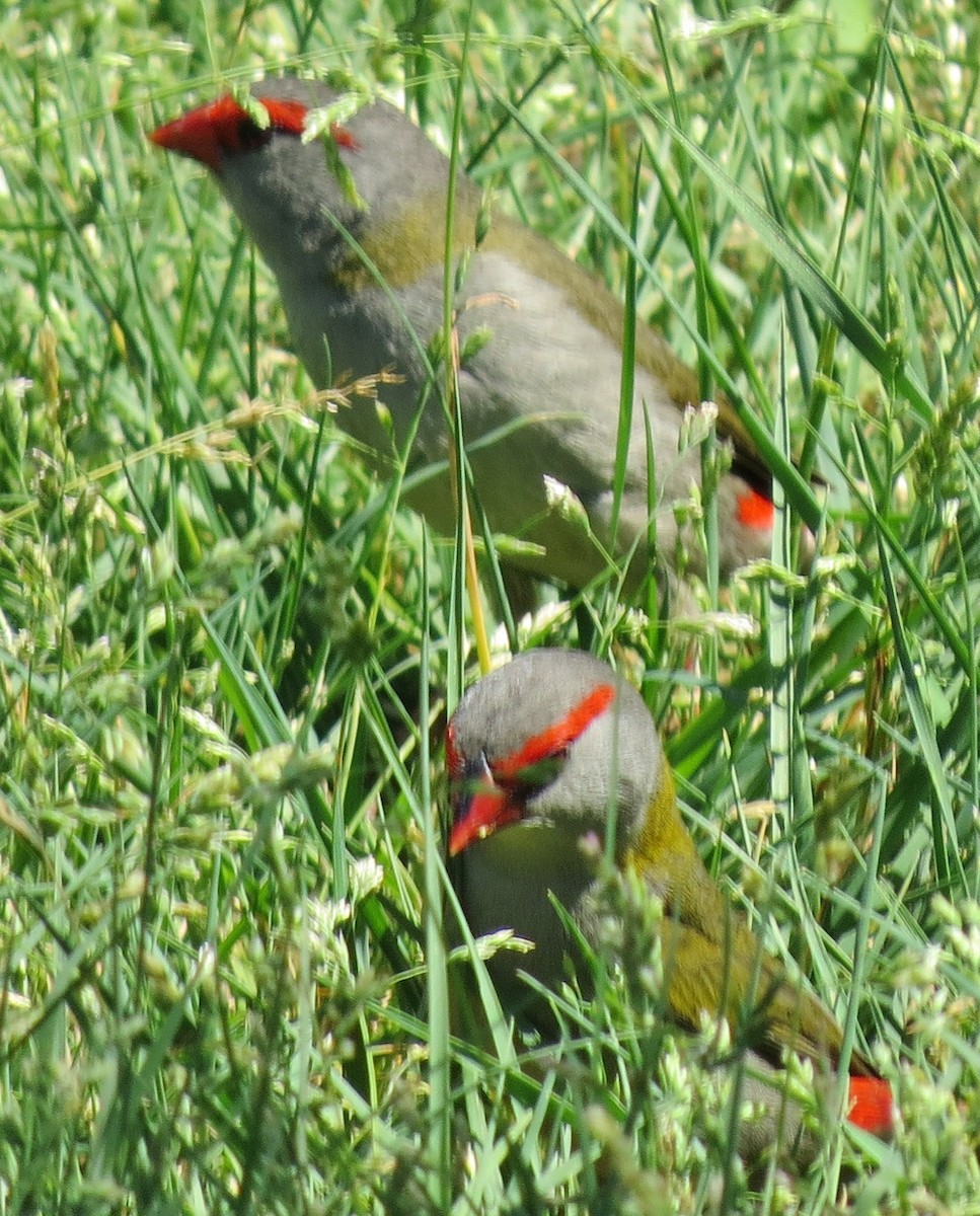 Red-browed Firetail - ML643518778
