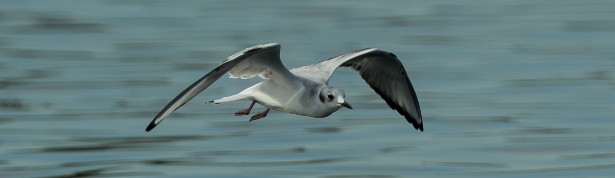 Mouette de Bonaparte - ML643518789