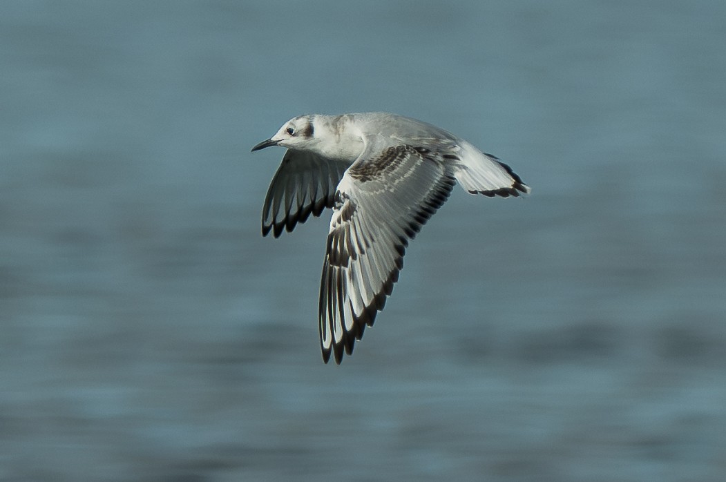 Mouette de Bonaparte - ML643518790