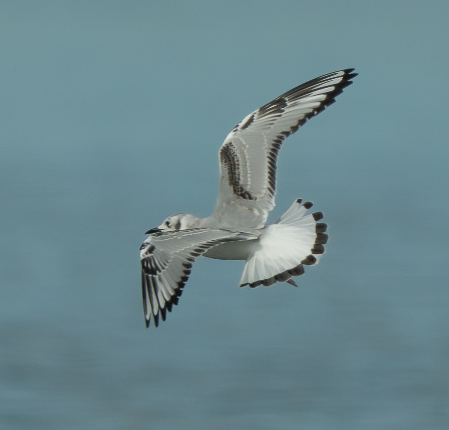 Mouette de Bonaparte - ML643518792