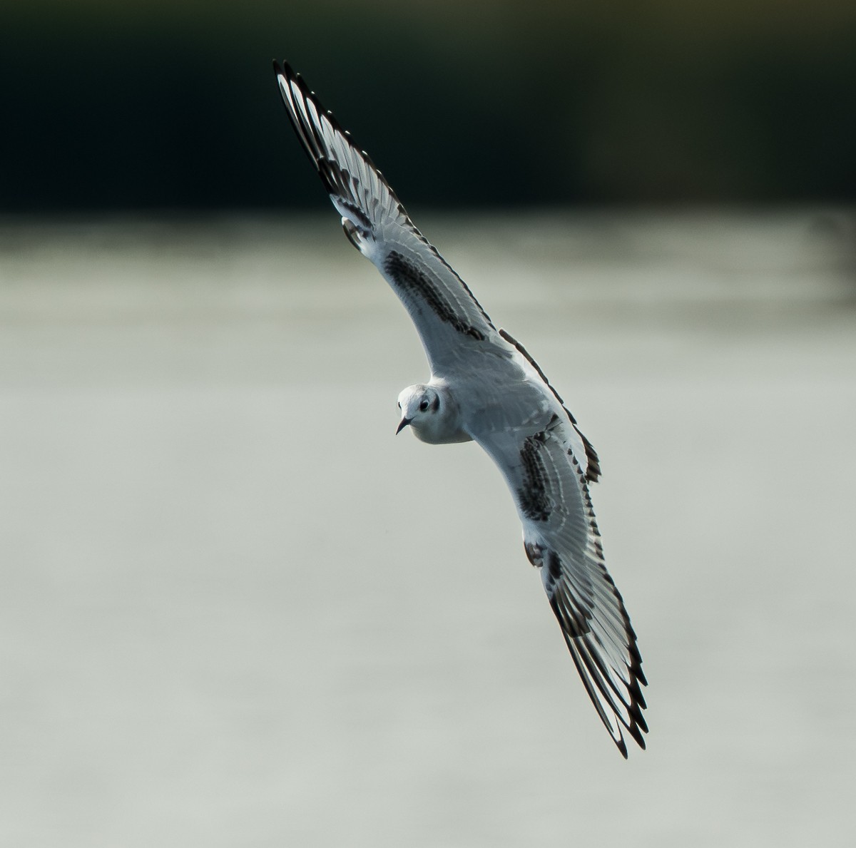 Mouette de Bonaparte - ML643518793