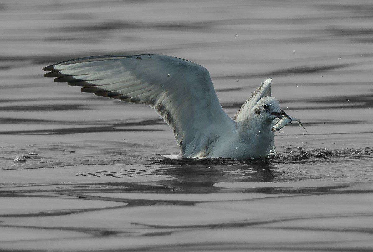 Mouette de Bonaparte - ML643518794