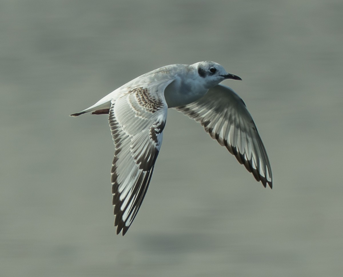 Mouette de Bonaparte - ML643518795