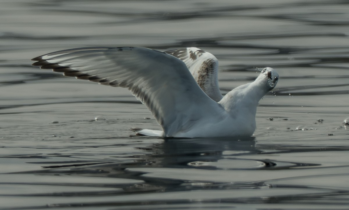 Mouette de Bonaparte - ML643518796