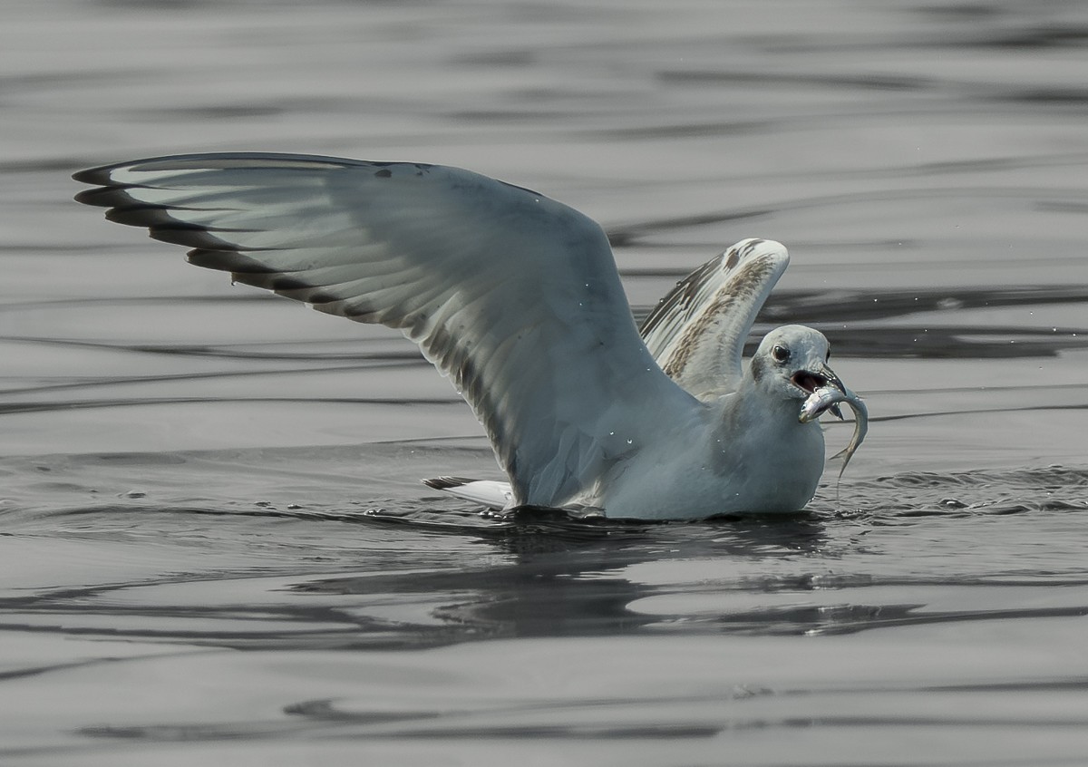 Mouette de Bonaparte - ML643518797