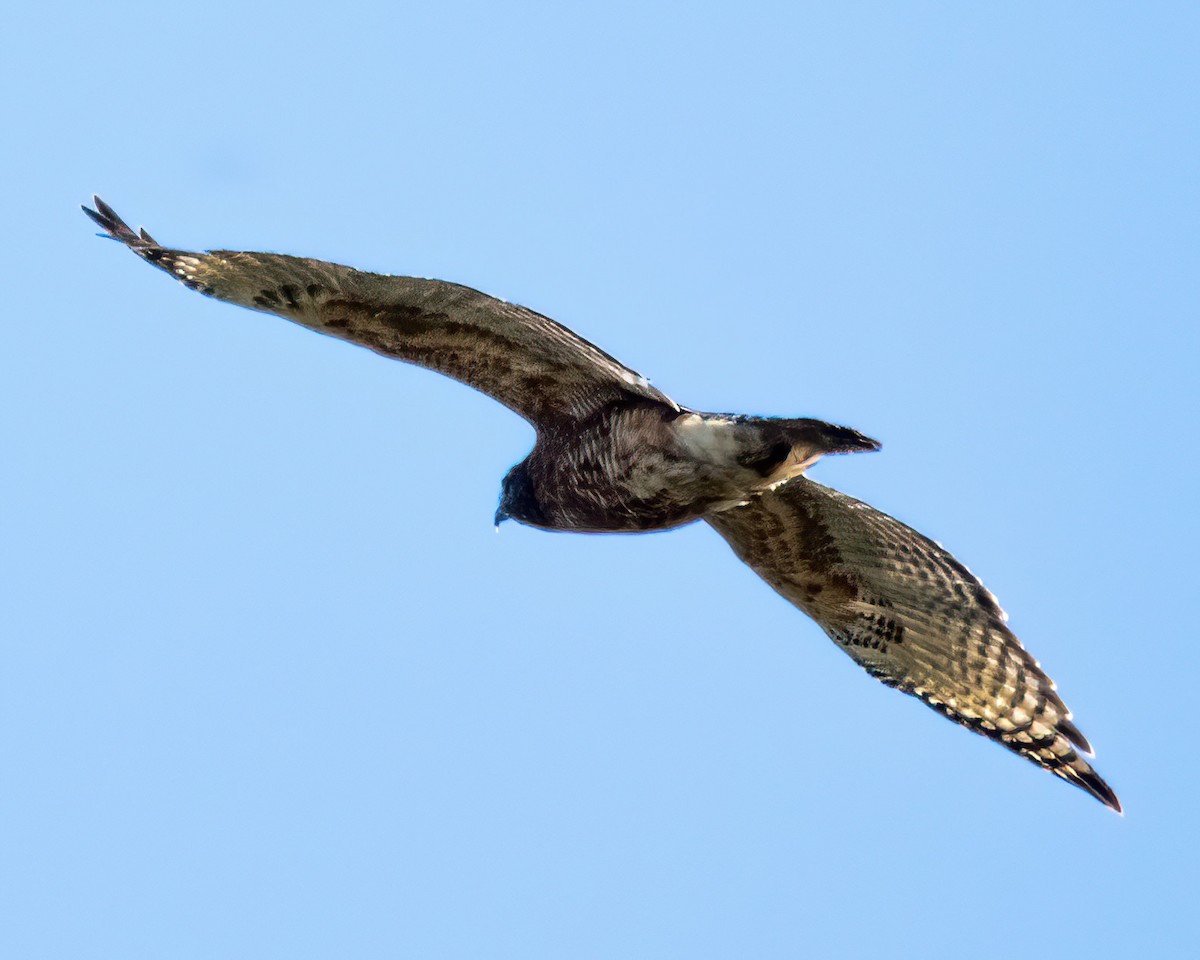 Red-shouldered Hawk - ML643518802