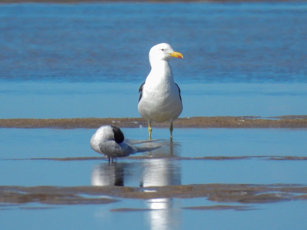 racek jižní - ML643518809