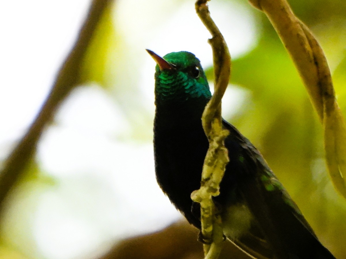 Violet-bellied Hummingbird - ML643518814
