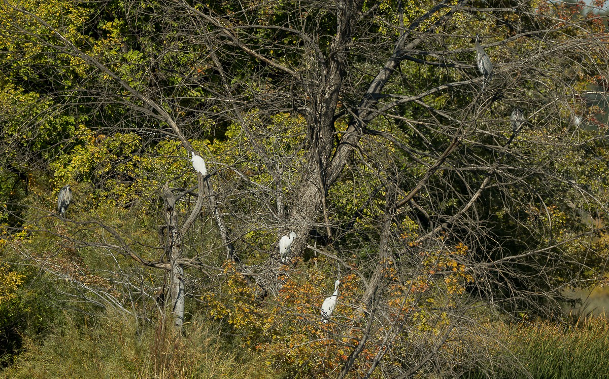 volavka bílá - ML643518818