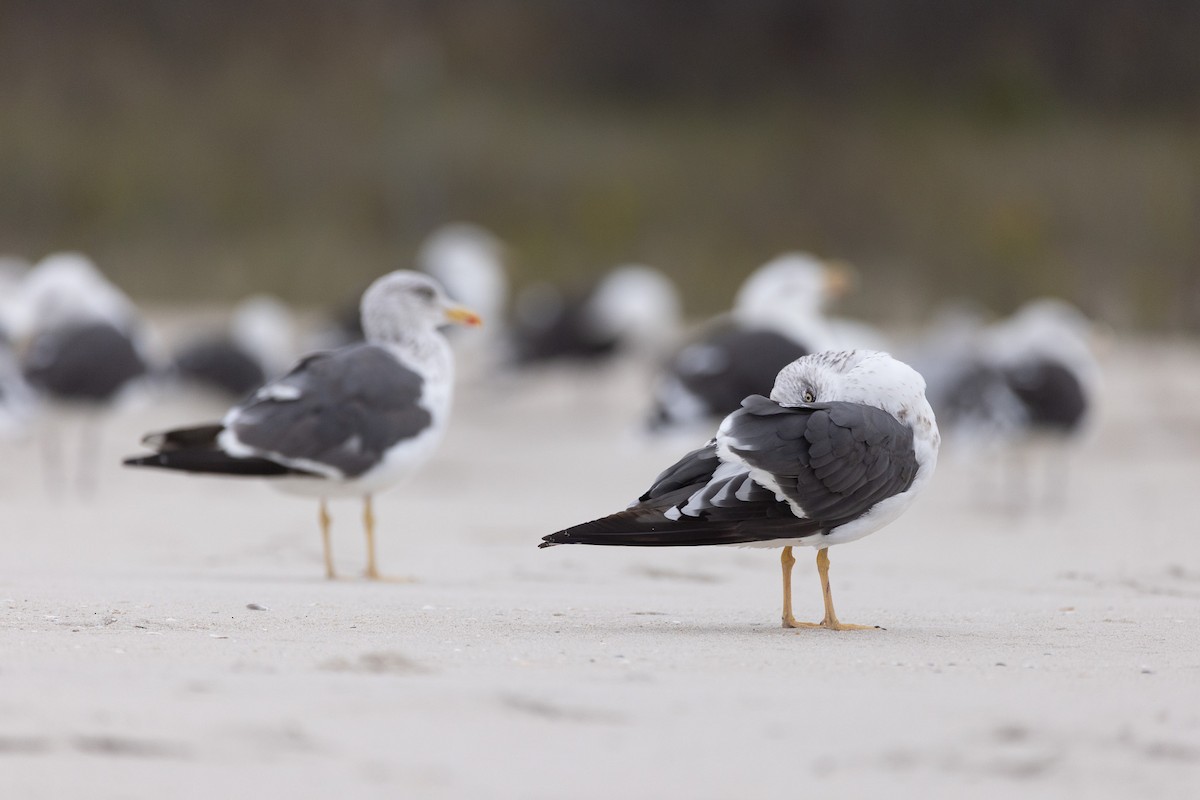 Lesser Black-backed Gull - ML643518827