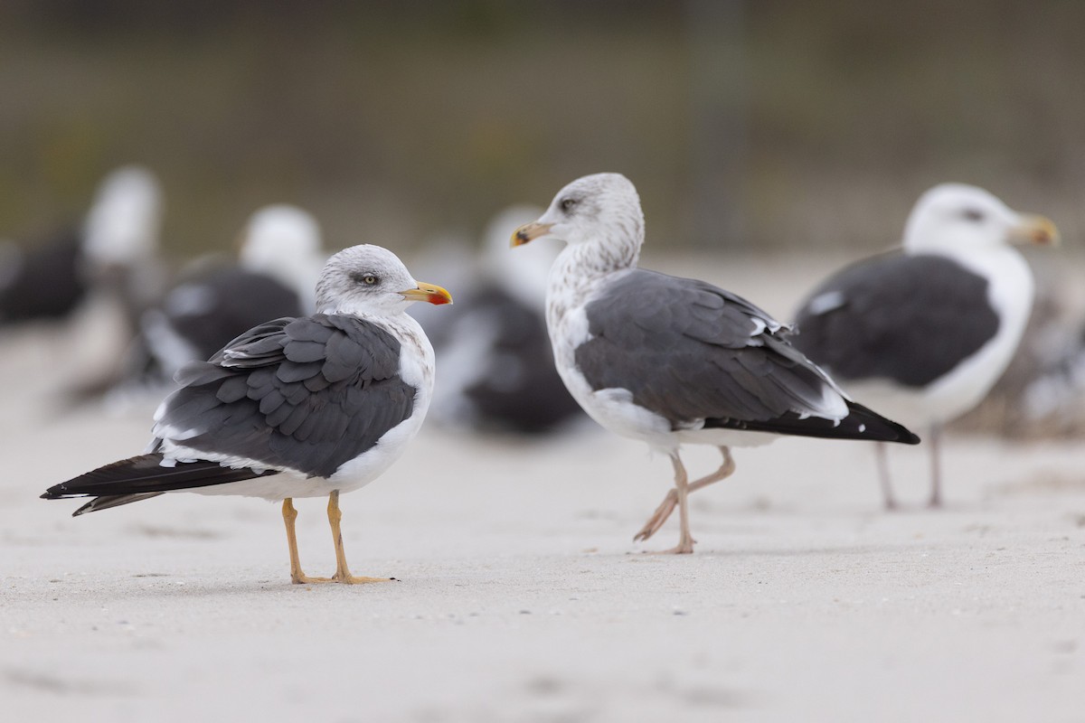 Lesser Black-backed Gull - ML643518828