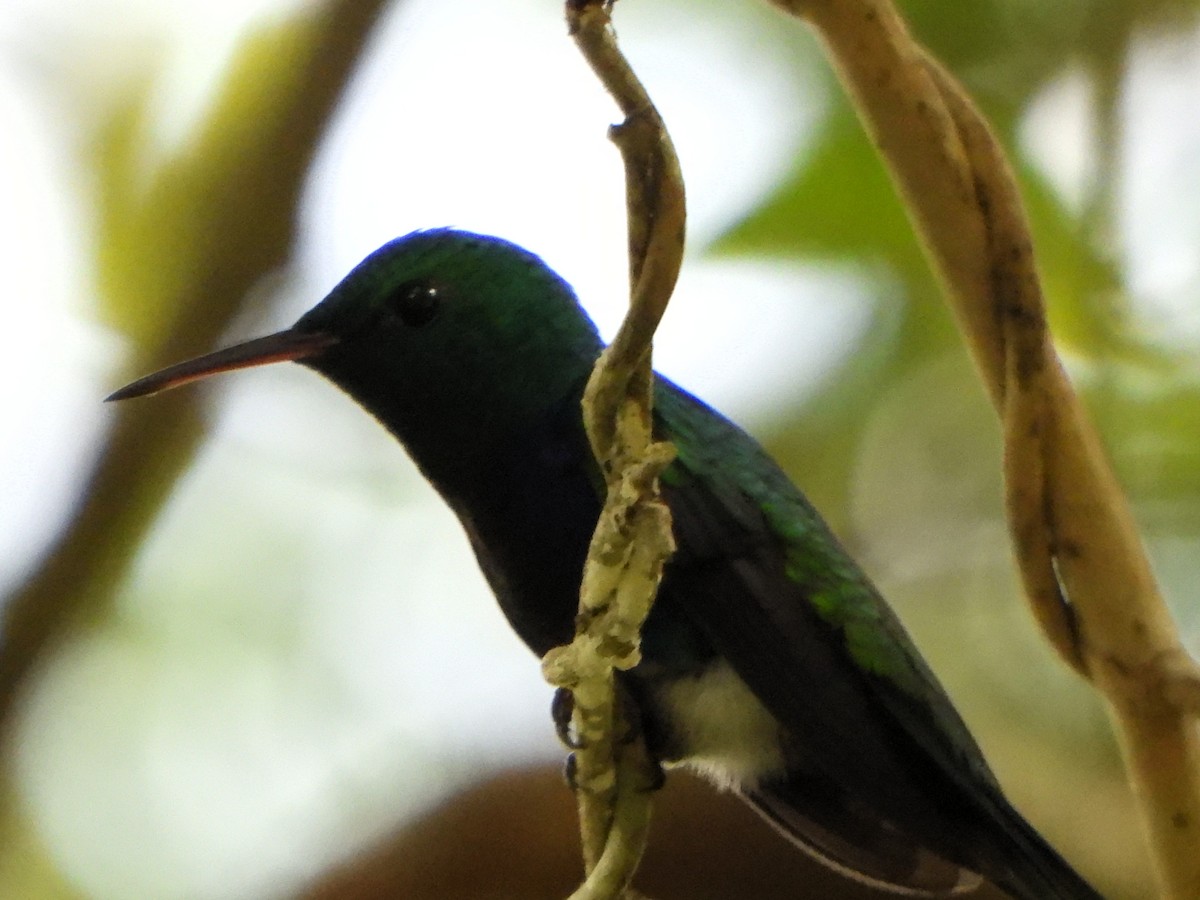 Violet-bellied Hummingbird - ML643518835