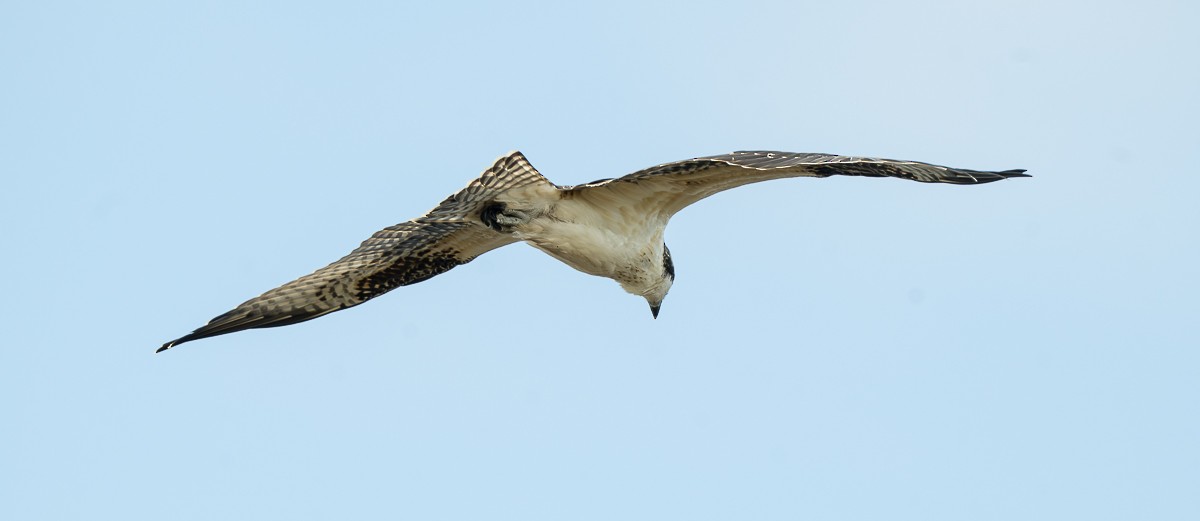 orlovec říční - ML643518836