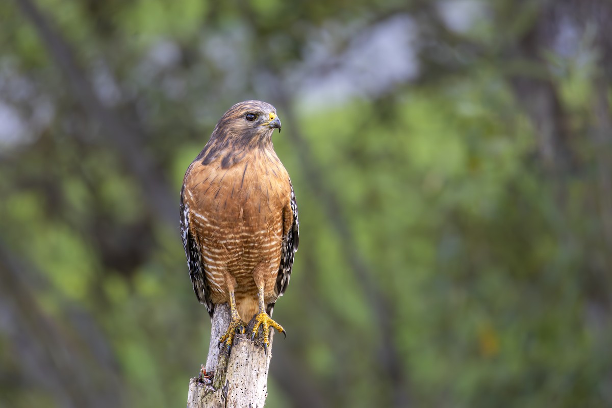 Red-shouldered Hawk - ML643518848