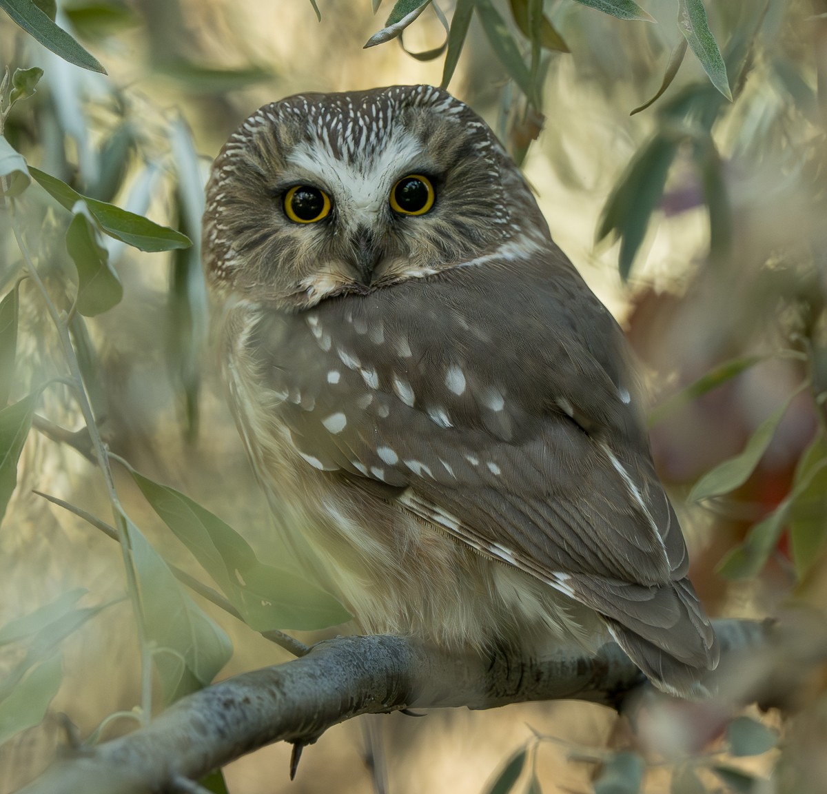 sýc americký - ML643518850