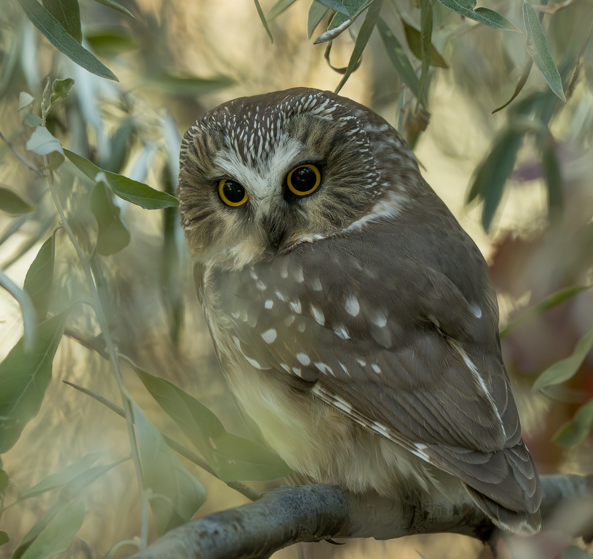 sýc americký - ML643518851