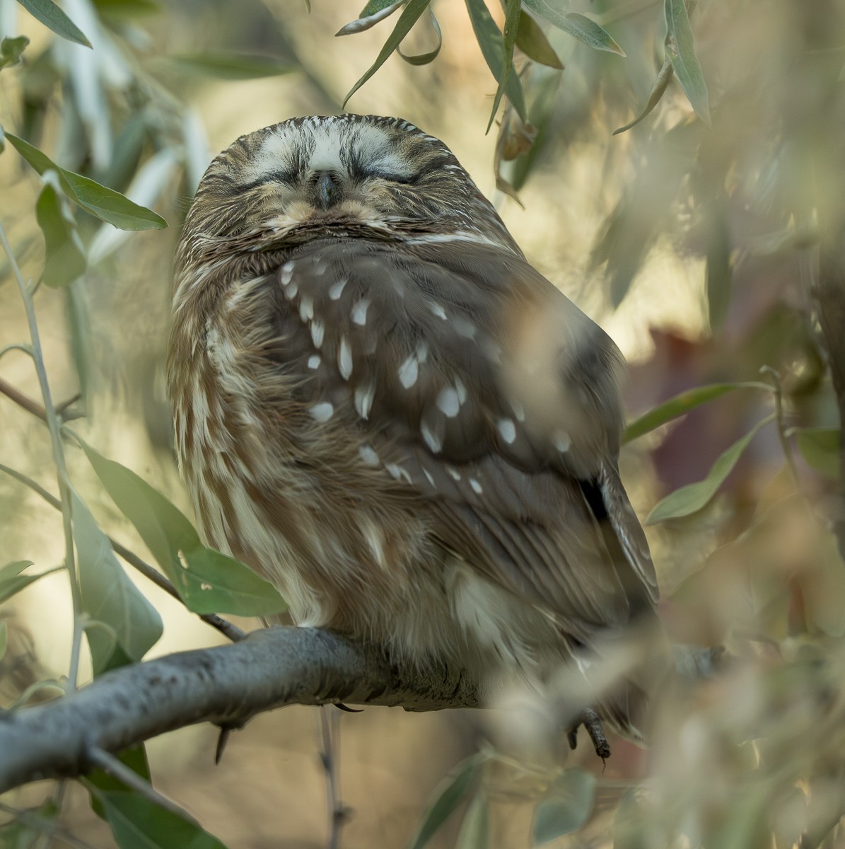 sýc americký - ML643518852