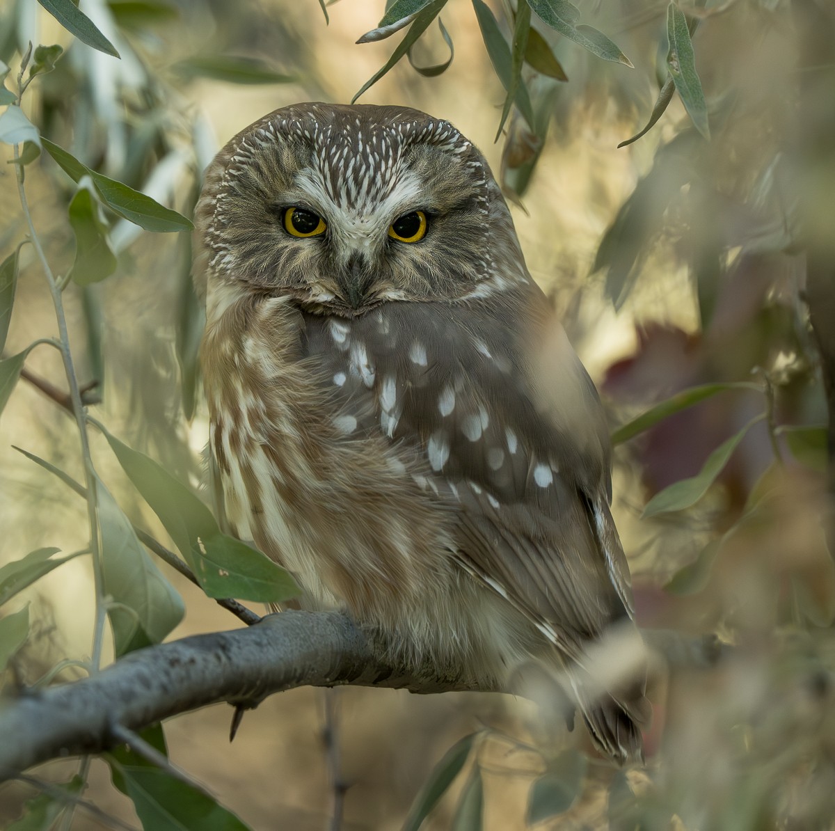 sýc americký - ML643518853
