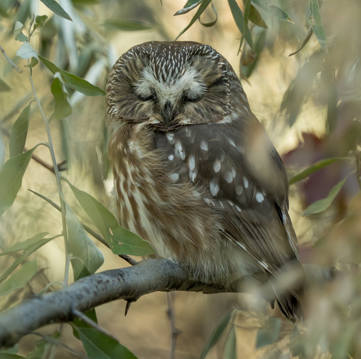 sýc americký - ML643518854