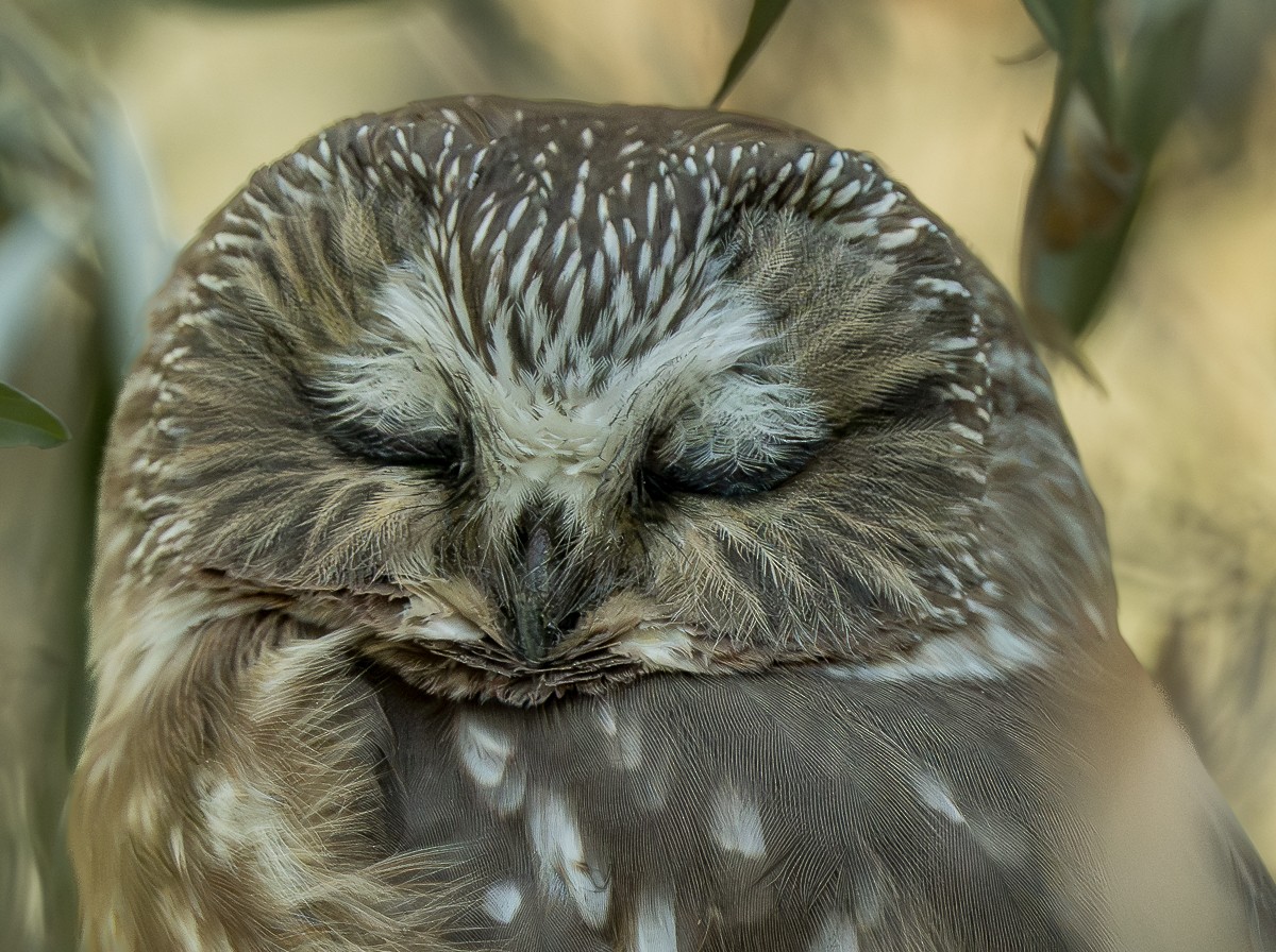 sýc americký - ML643518855