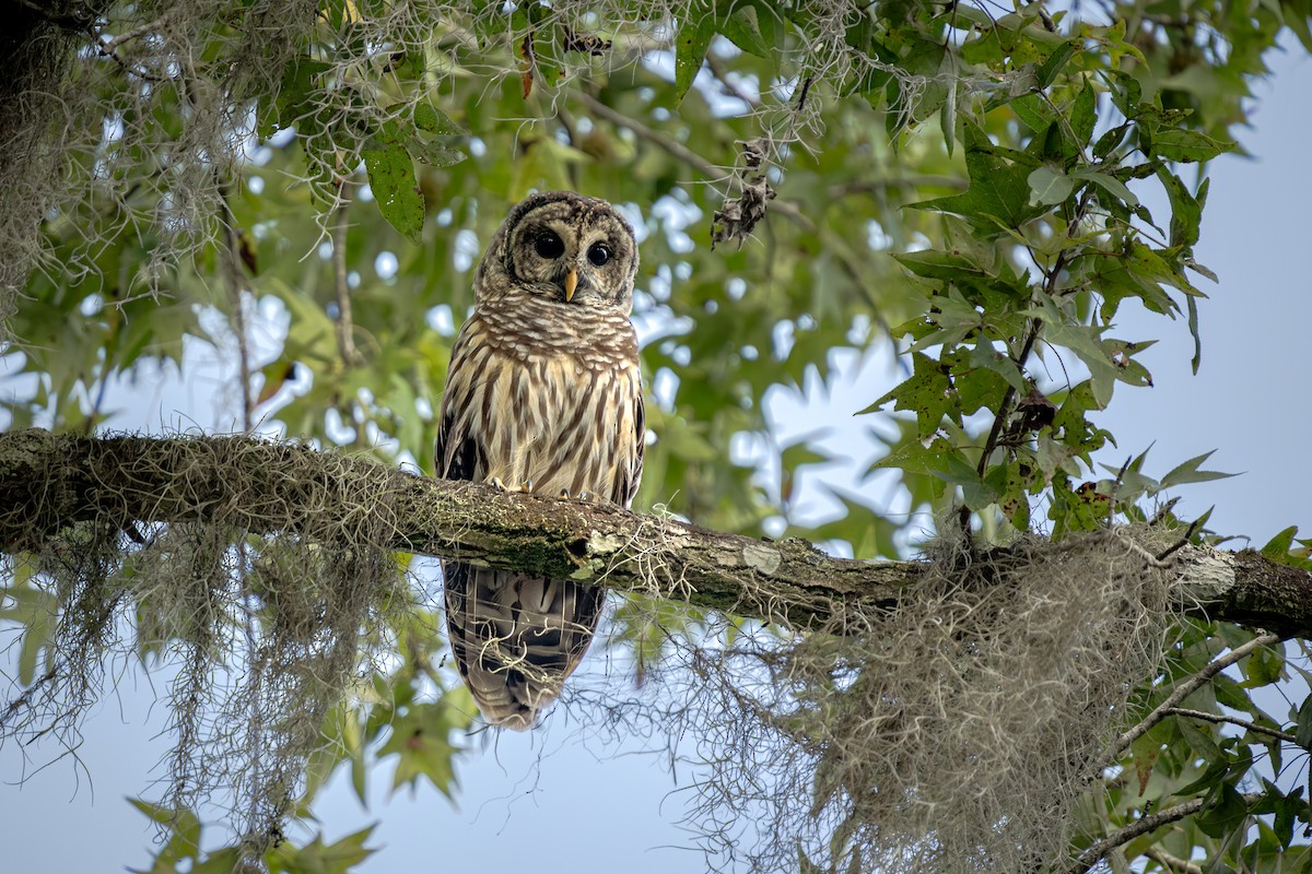 Barred Owl - ML643518870