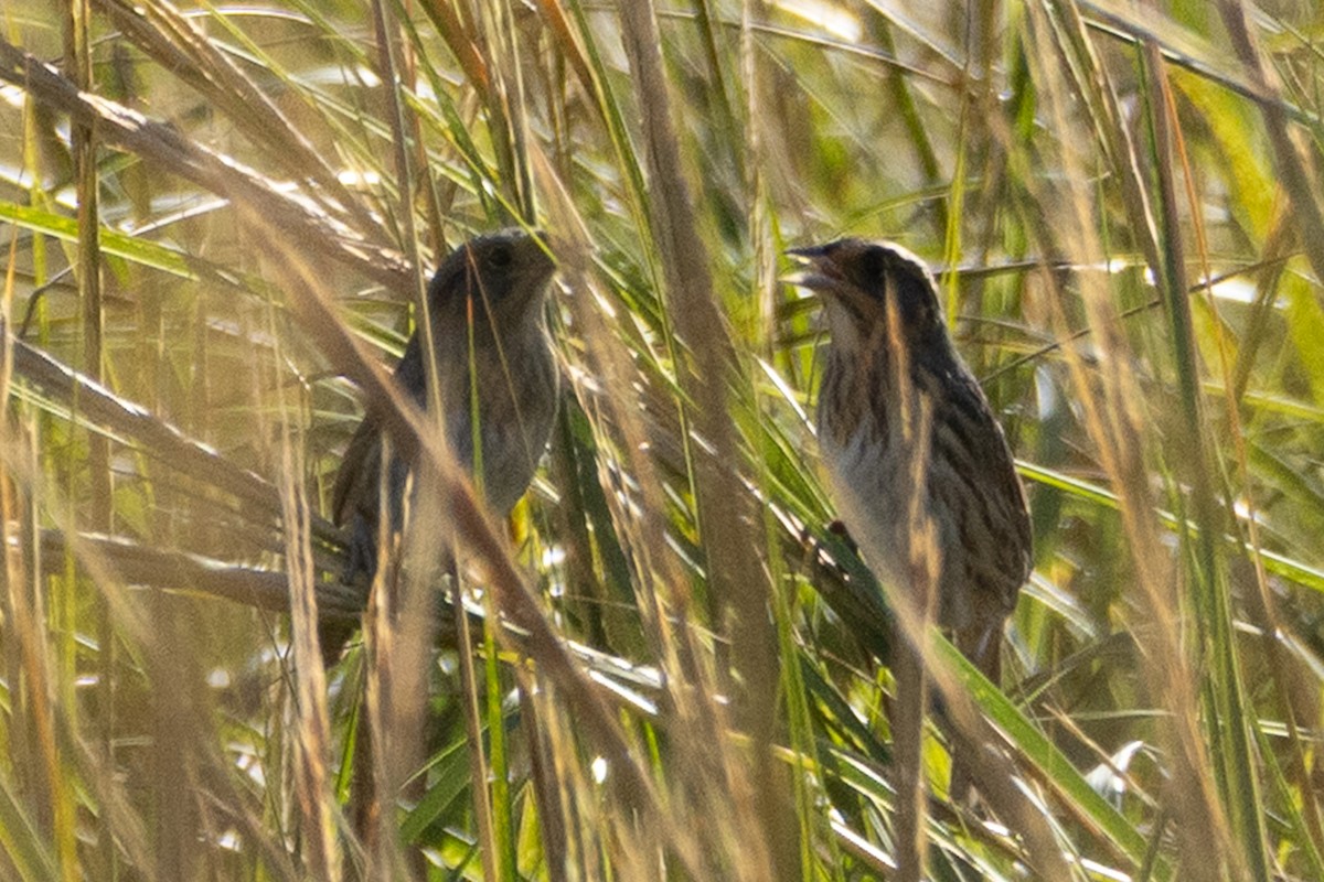 Saltmarsh Sparrow - ML643518887
