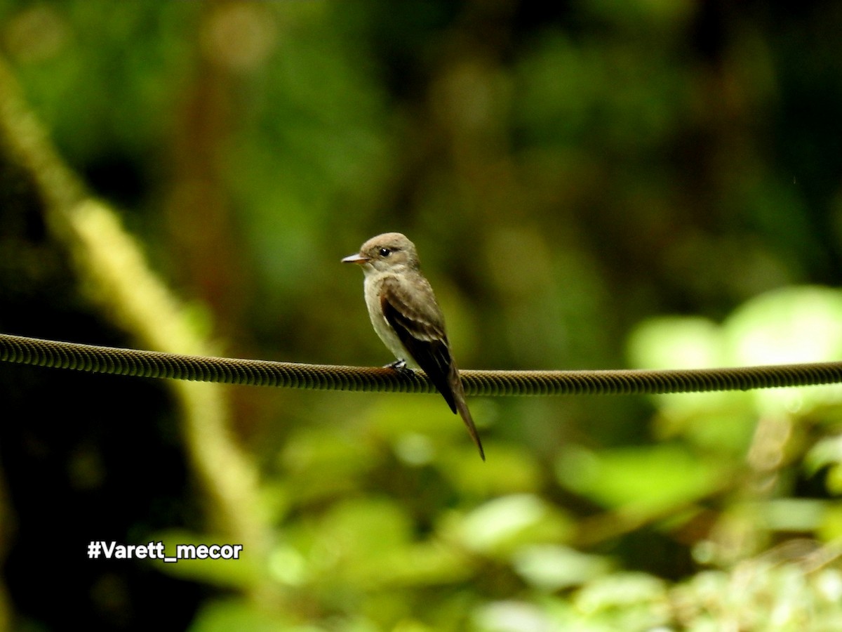 Western Wood-Pewee - ML643518888