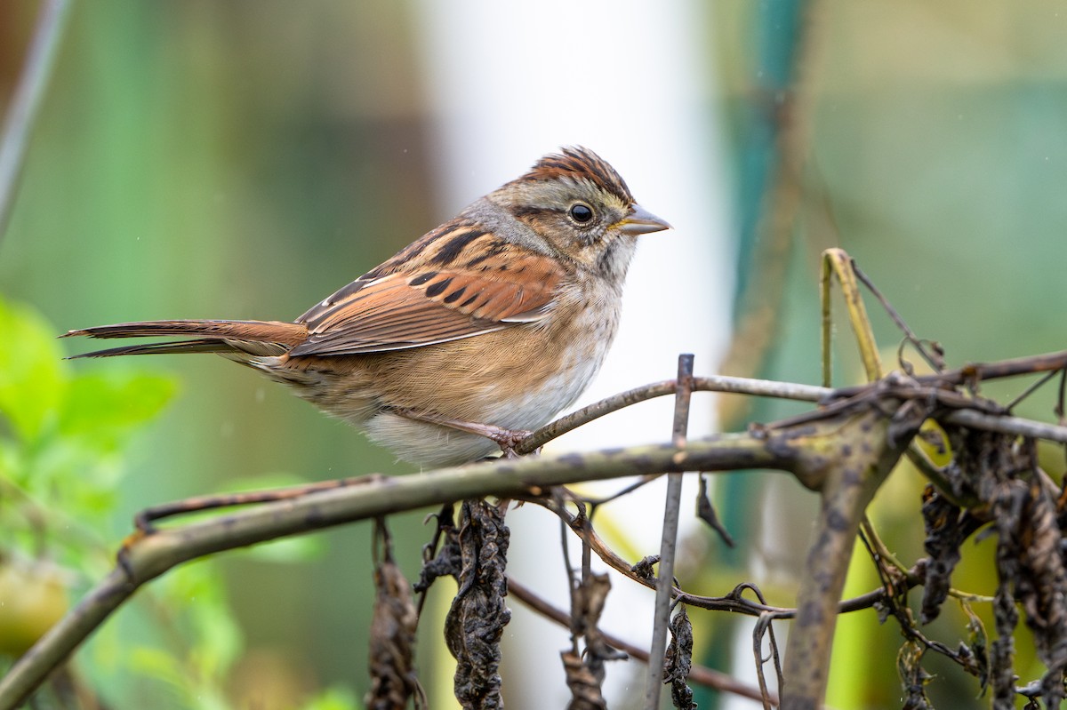 Swamp Sparrow - ML643518891
