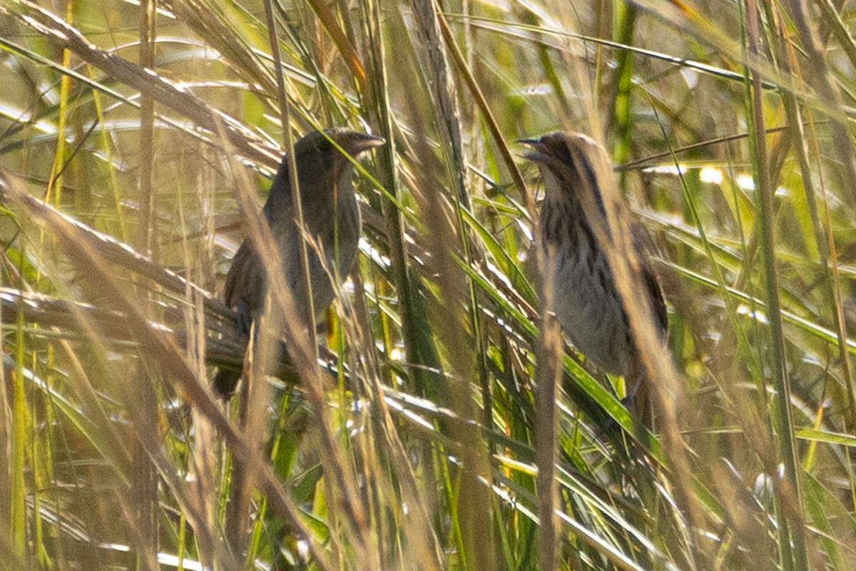 Nelson's Sparrow - ML643518894