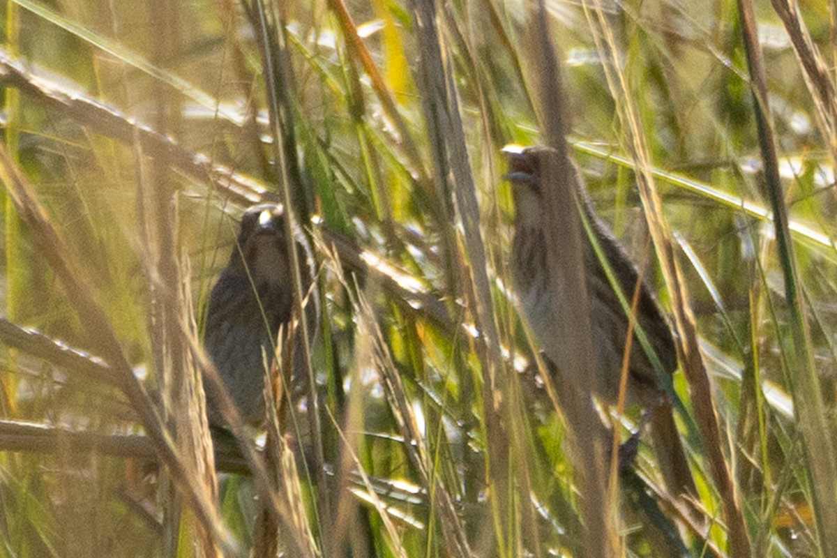Saltmarsh Sparrow - ML643518897