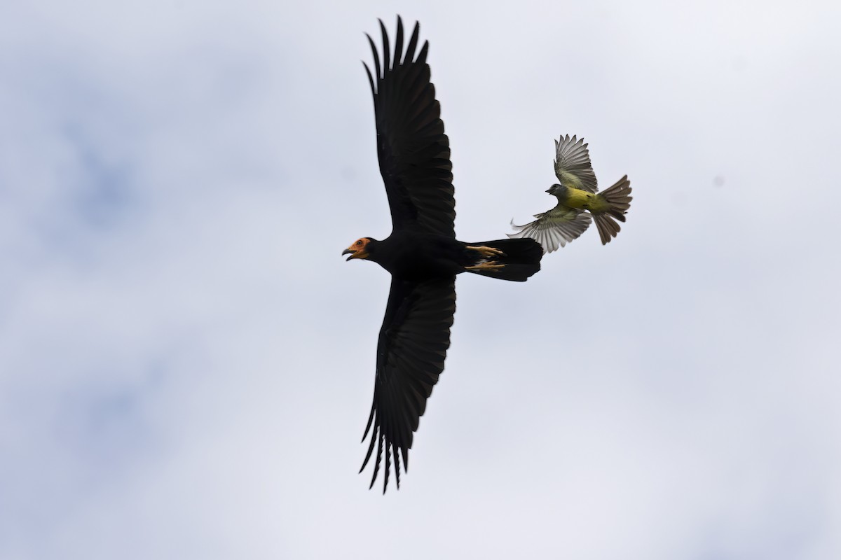 Black Caracara - ML643518907