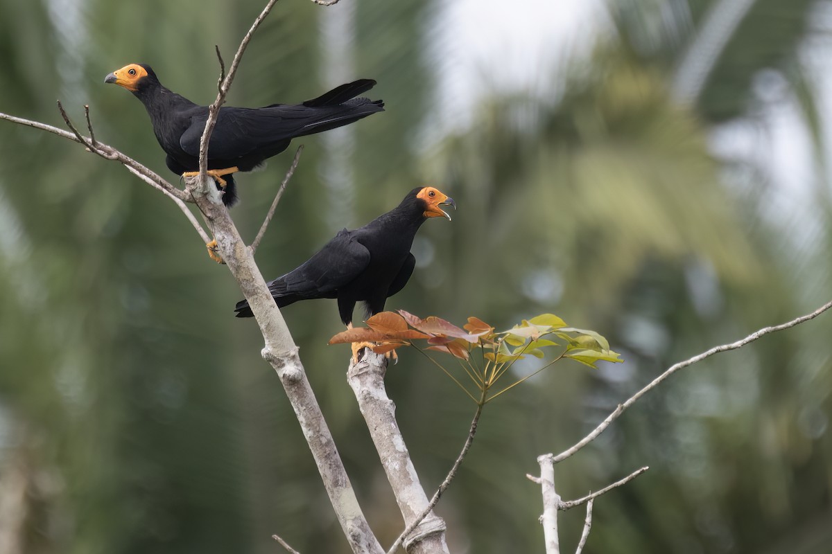 Black Caracara - ML643518908