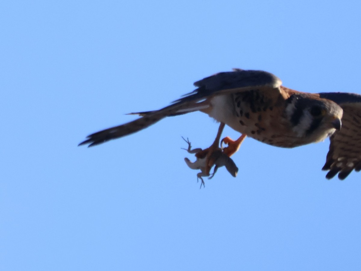 American Kestrel - ML643518912