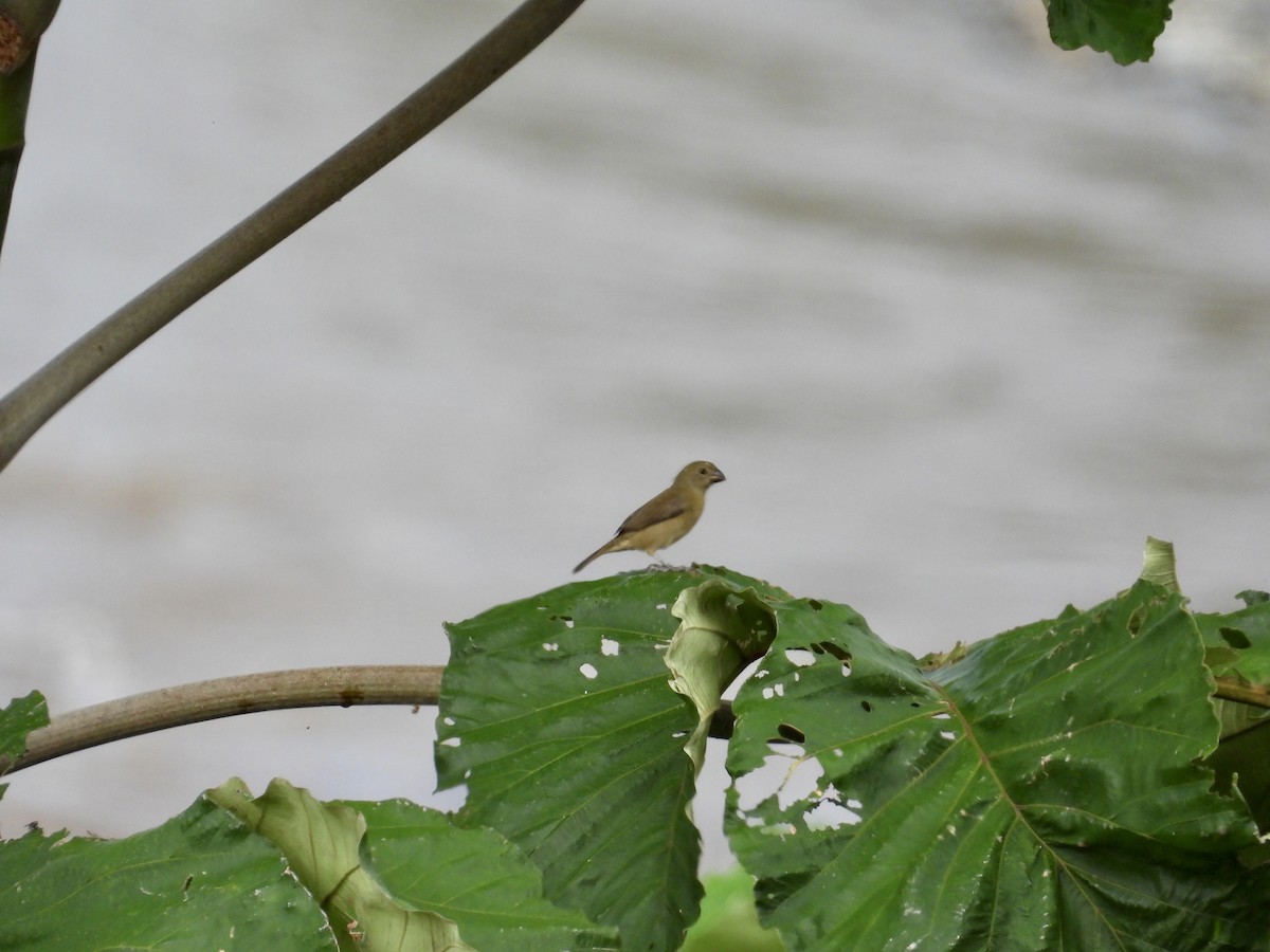 Wing-barred Seedeater - ML643518914