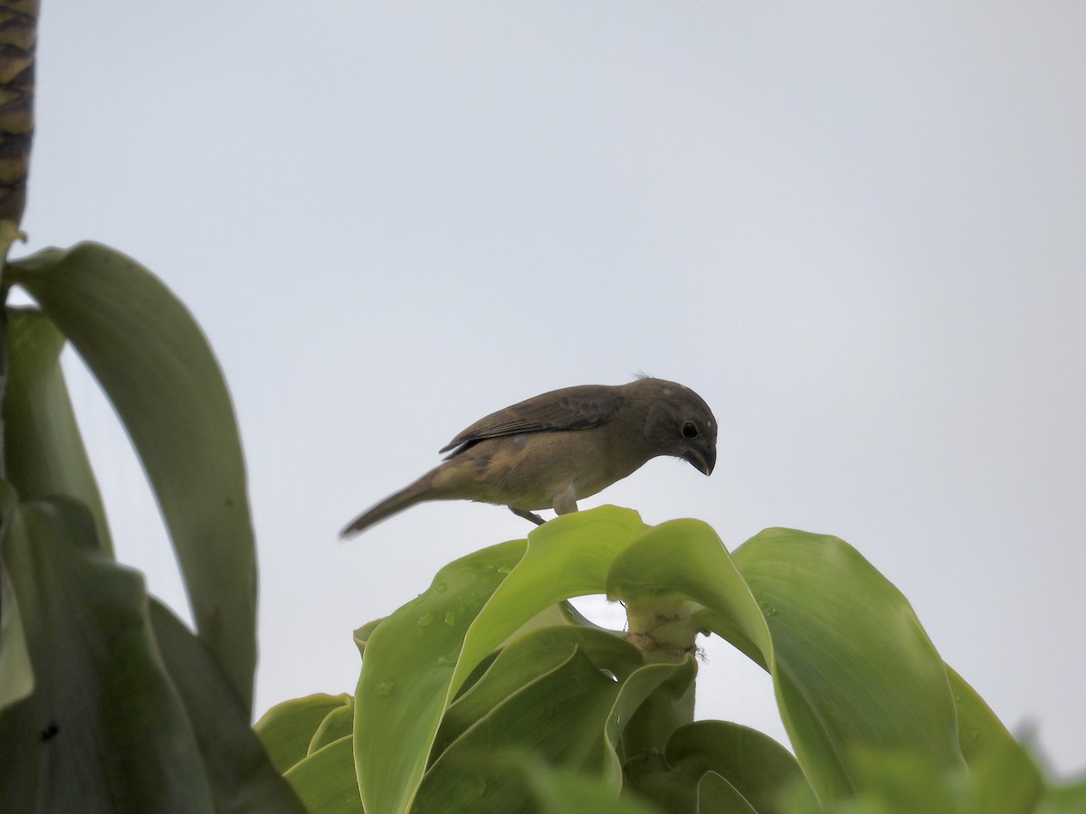 Wing-barred Seedeater - ML643518917