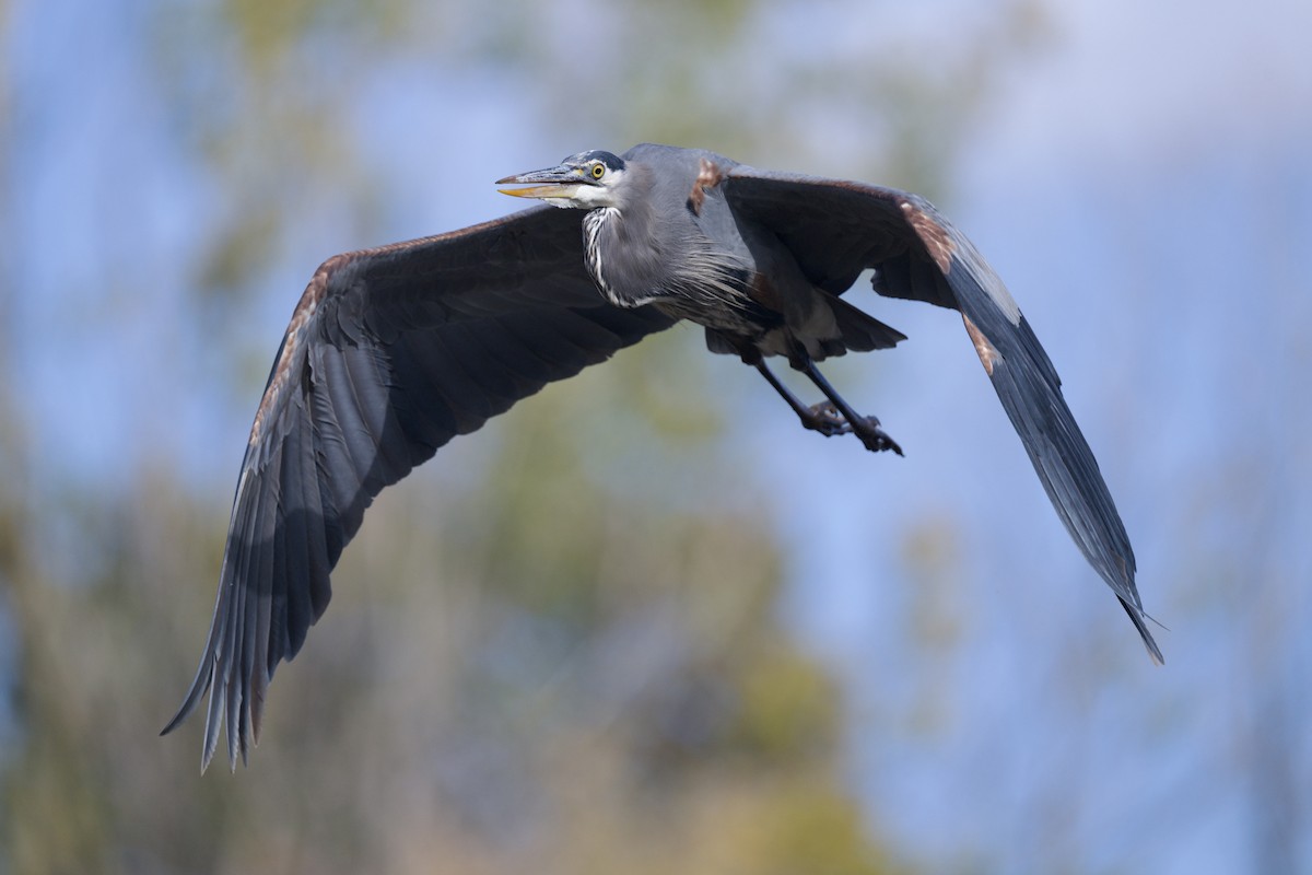 Great Blue Heron - ML643518920