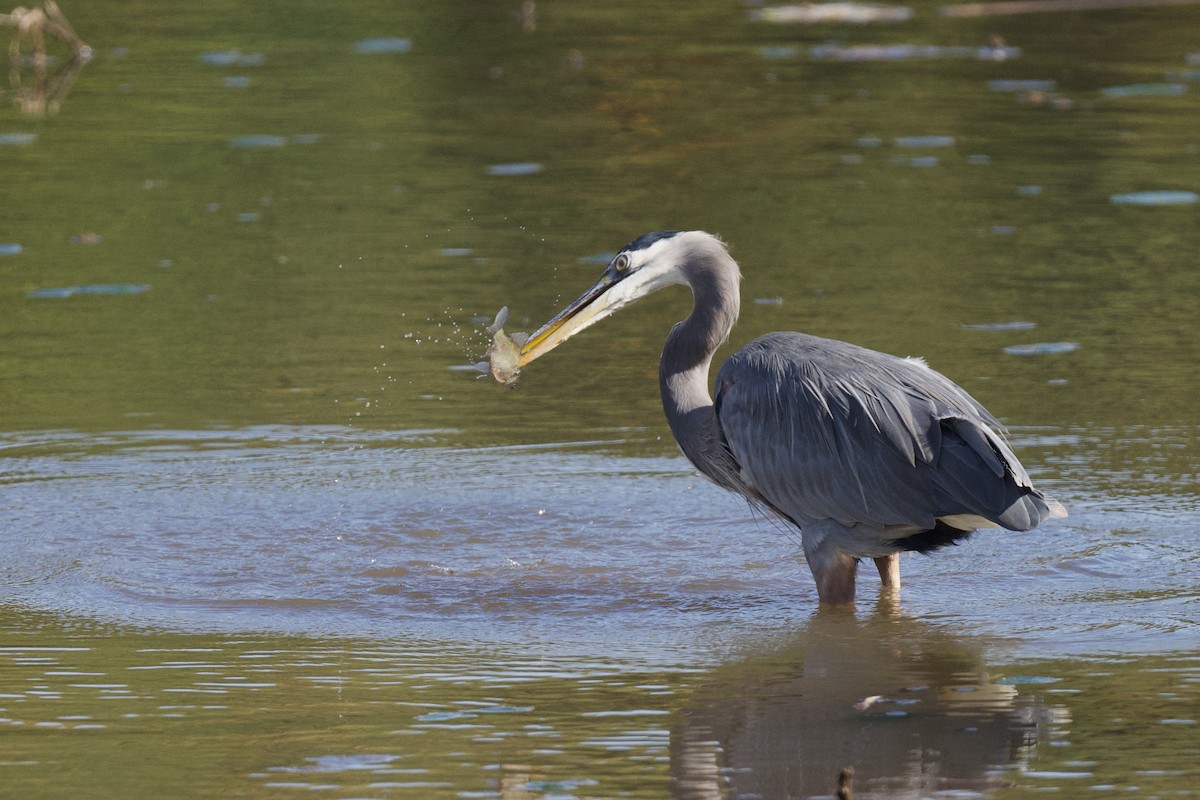 Great Blue Heron - ML643518923