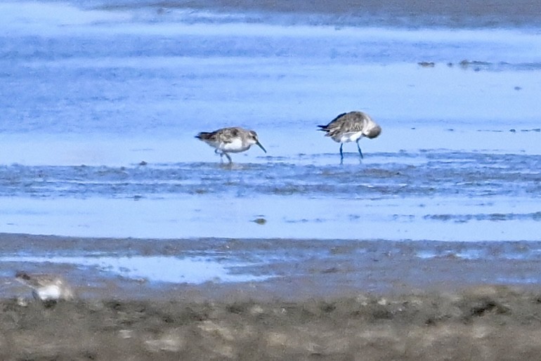 beringsnipe - ML643518924