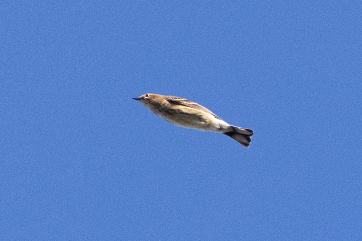 American Pipit - ML643518930