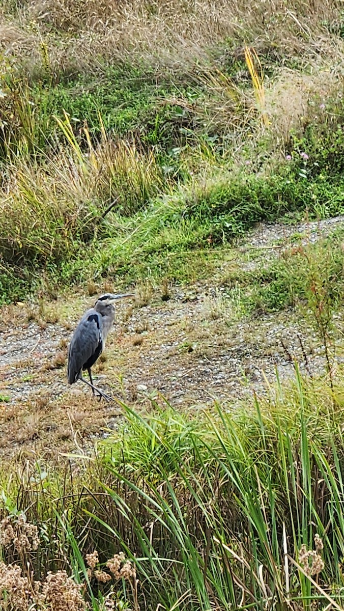 Great Blue Heron - ML643518940