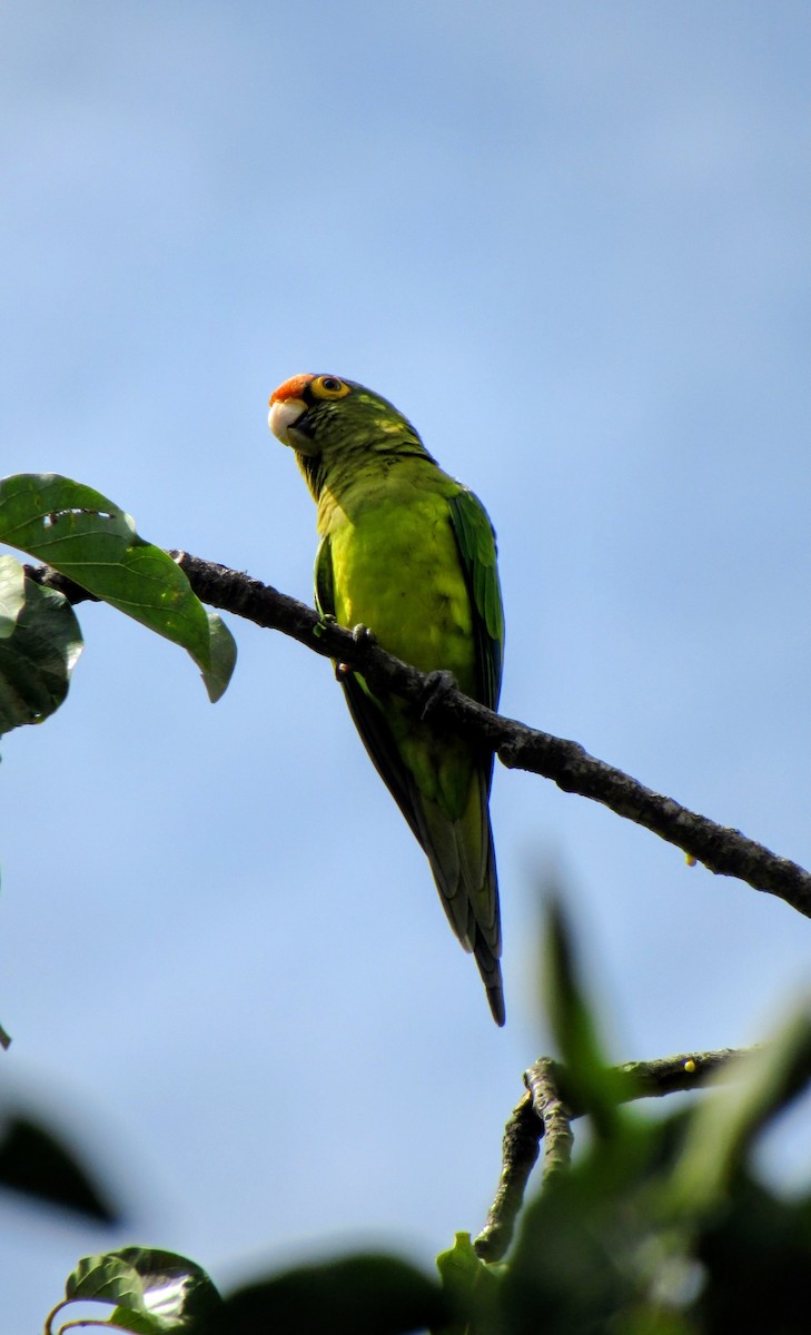Aratinga Frentinaranja - ML643518942