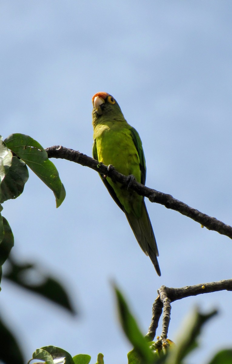Aratinga Frentinaranja - ML643518943