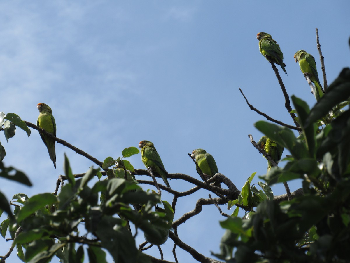 Aratinga Frentinaranja - ML643518944