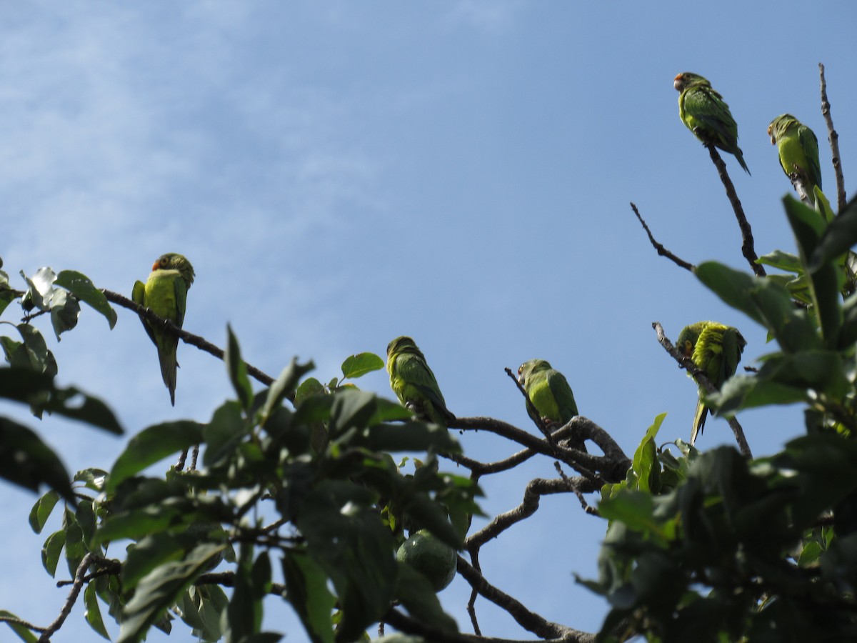 Aratinga Frentinaranja - ML643518945