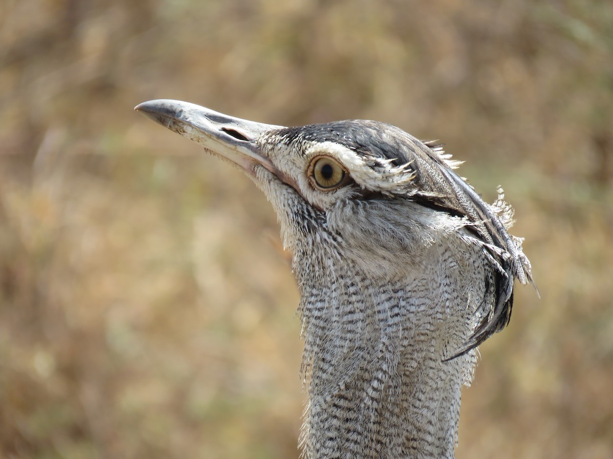 Kori Bustard - ML643518953