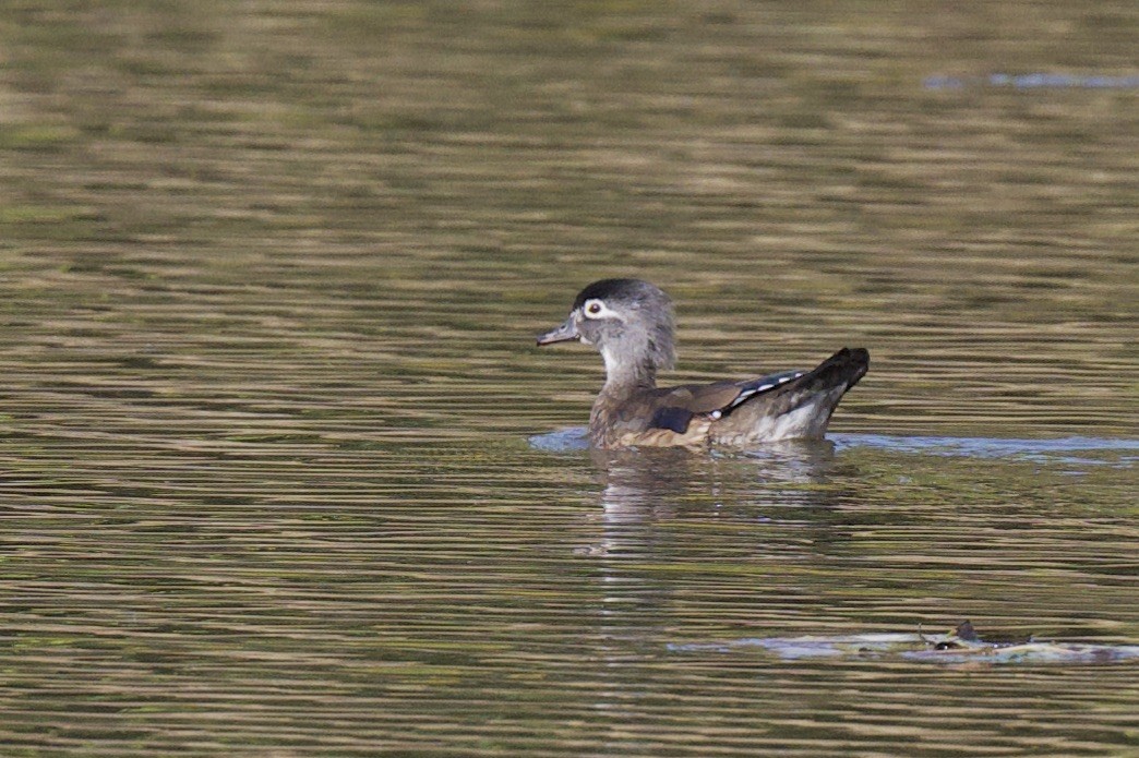 Canard branchu - ML643518955